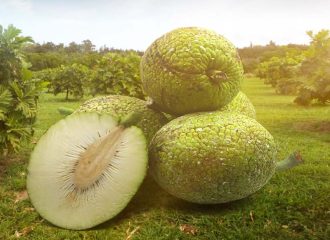 Musim panen sukun di Indonesia dengan pohon sukun berbuah lebat di daerah penghasil utama.