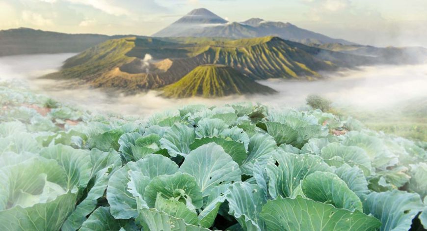 Ladang sayuran lokal Bromo dengan wortel, kol, dan brokoli segar di udara pegunungan