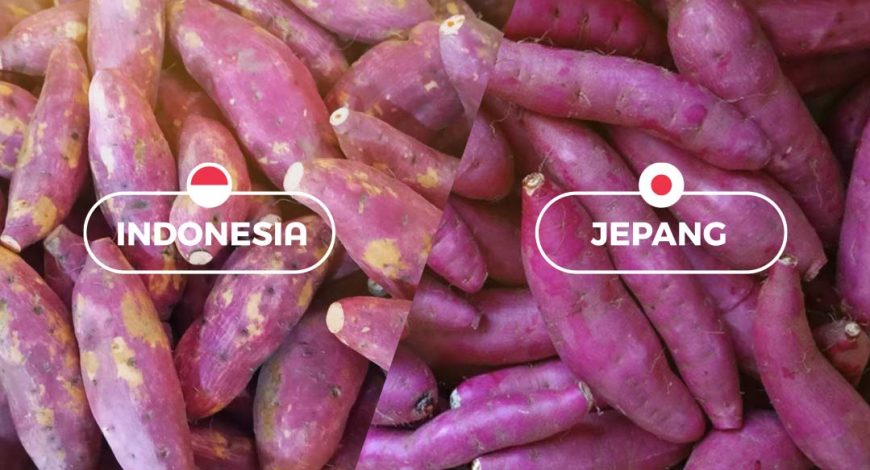 Perbandingan ubi Jepang berkulit mulus dan ubi lokal, menjelaskan kenapa kulit ubi Jepang lebih halus