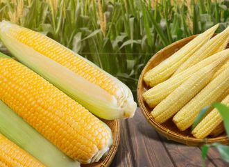 Baby Corn vs Sweet Corn comparison showing different harvest stages, texture, and appearance for culinary uses.