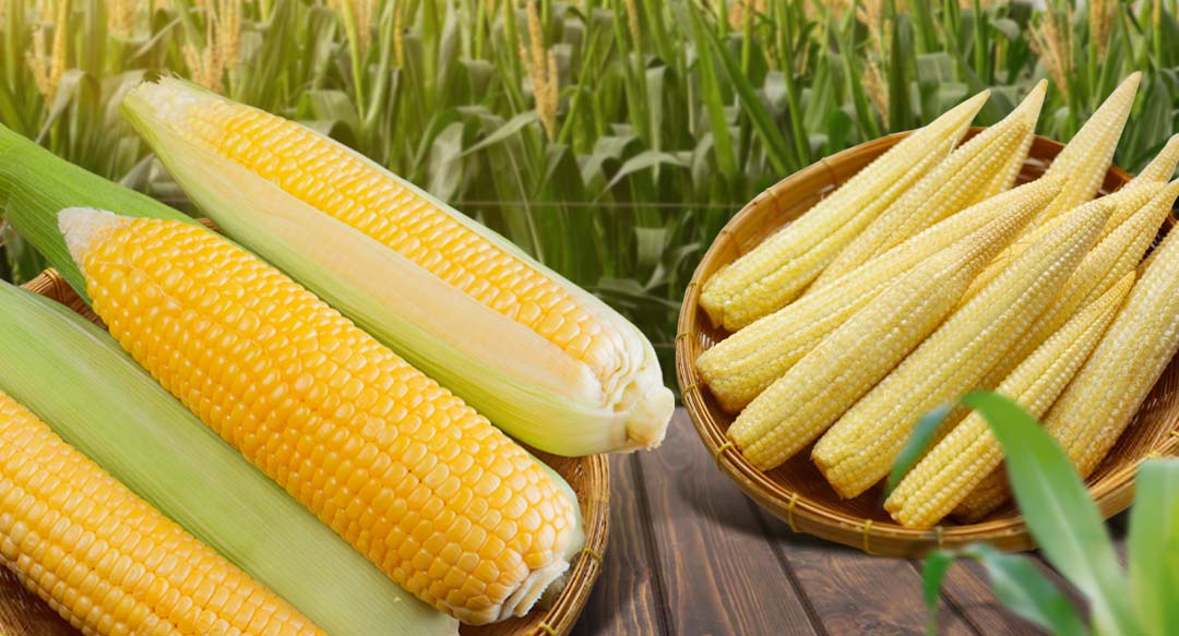 Baby Corn vs Sweet Corn comparison showing different harvest stages, texture, and appearance for culinary uses.